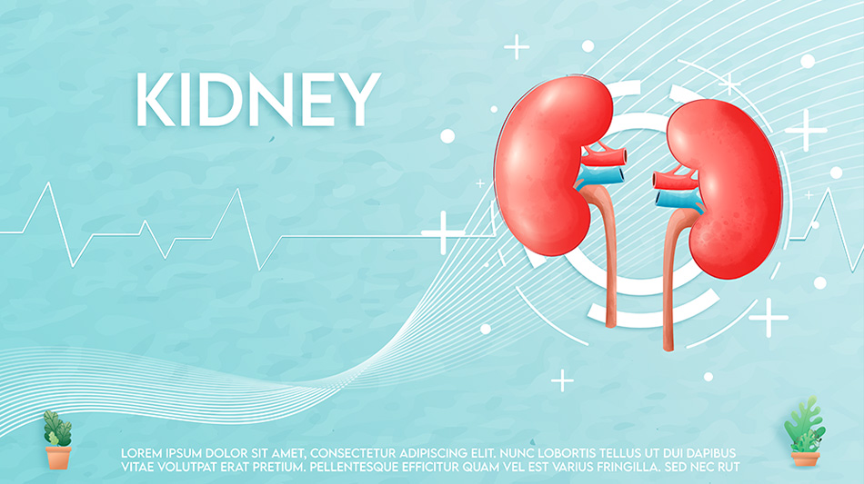 老廃物をためない体へ！カイロプラクティックで腎臓が喜ぶ健康習慣