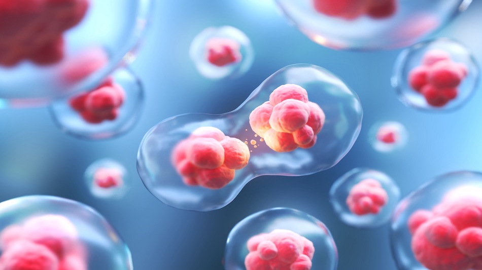 細胞レベルから目指す、本当の健康とカイロプラクティック